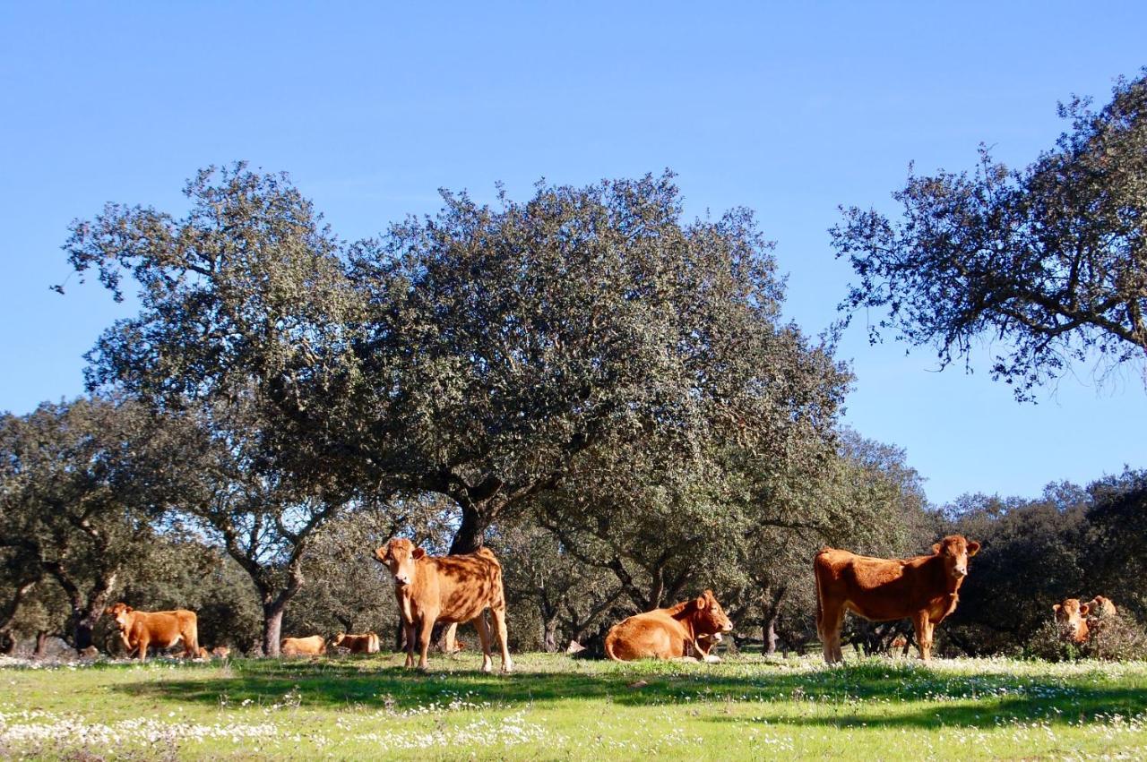 Herdade Da Burquilheira Family Retreat Alcacovas Exterior photo